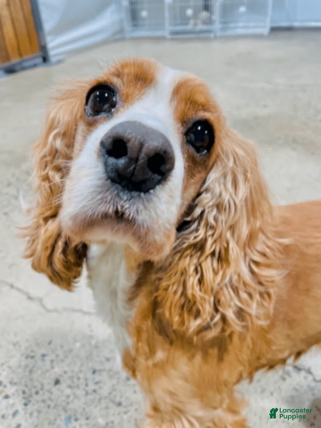 Mixed Breed dogs for sale: Puppy girl - Ad 3