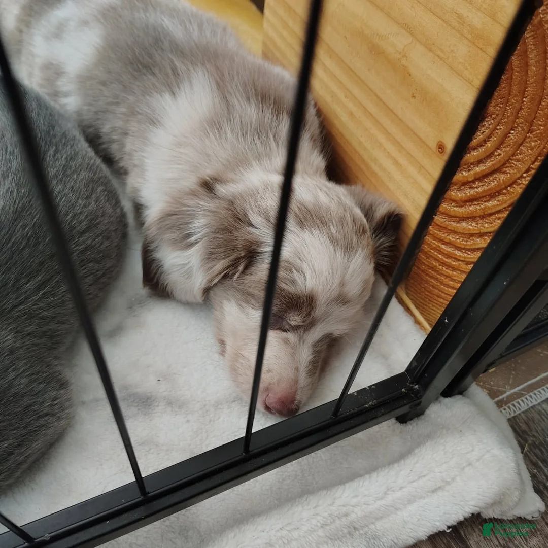 Miniature Dachshund dogs for sale: Miniature Dachshund Puppy 8 - Ad 2