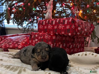 Goldendoodle dogs Goldendoodle Puppy 2 - Ad 38