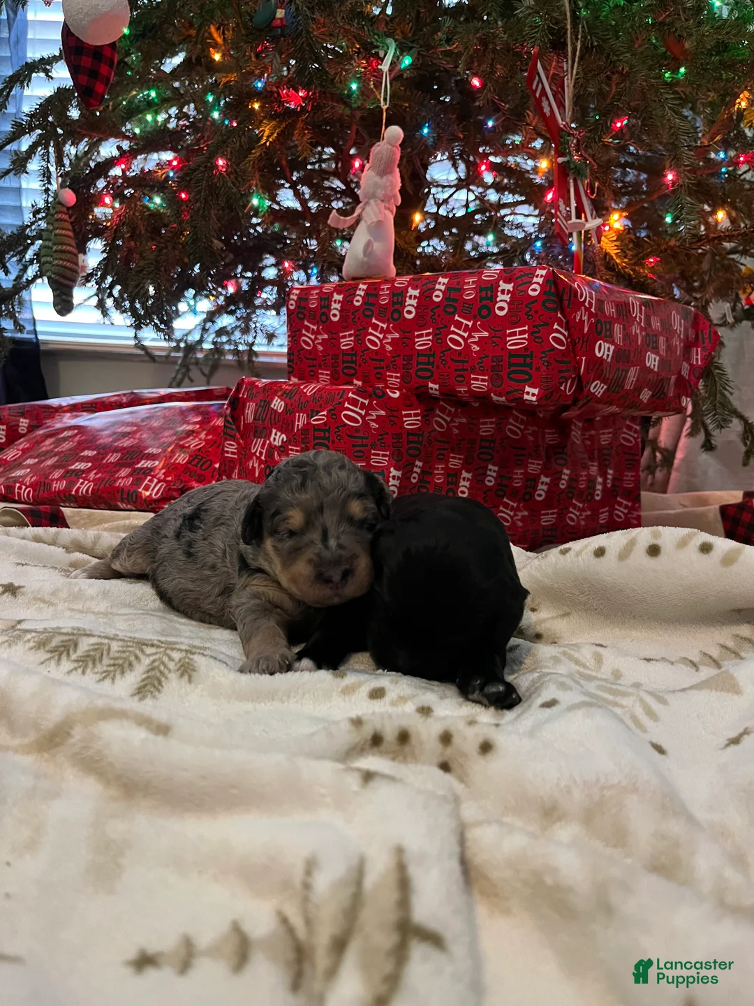 Goldendoodle dogs for sale: Bobbi  - Ad 7