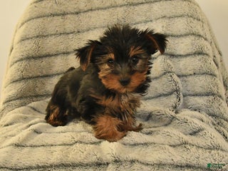 Yorkshire Terrier dogs Teddy - Ad 17