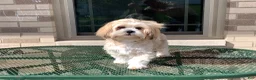 Lhasa Apso dogs for sale: Gloria - Ad 9