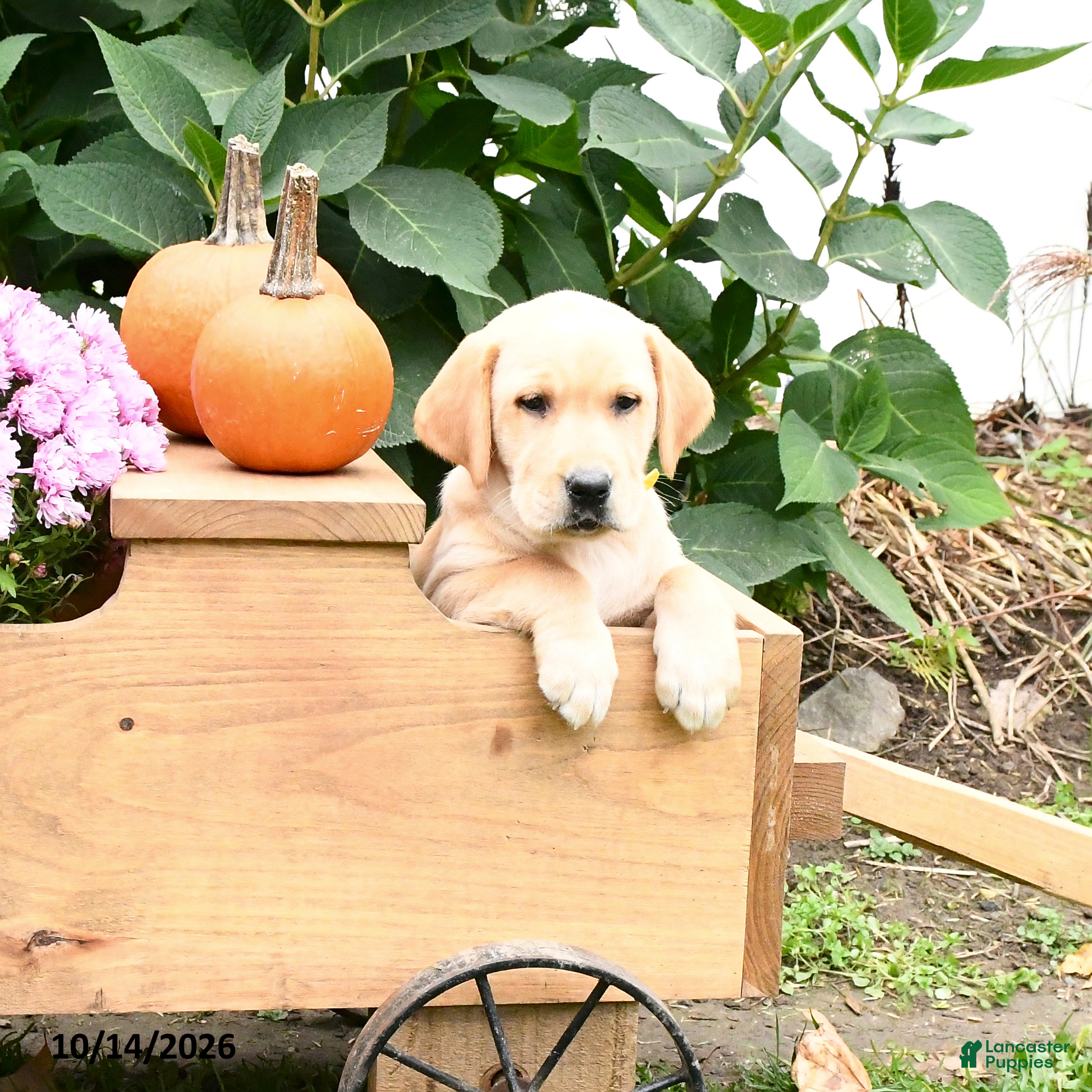 Labrador Retriever dogs Terry - Ad 1