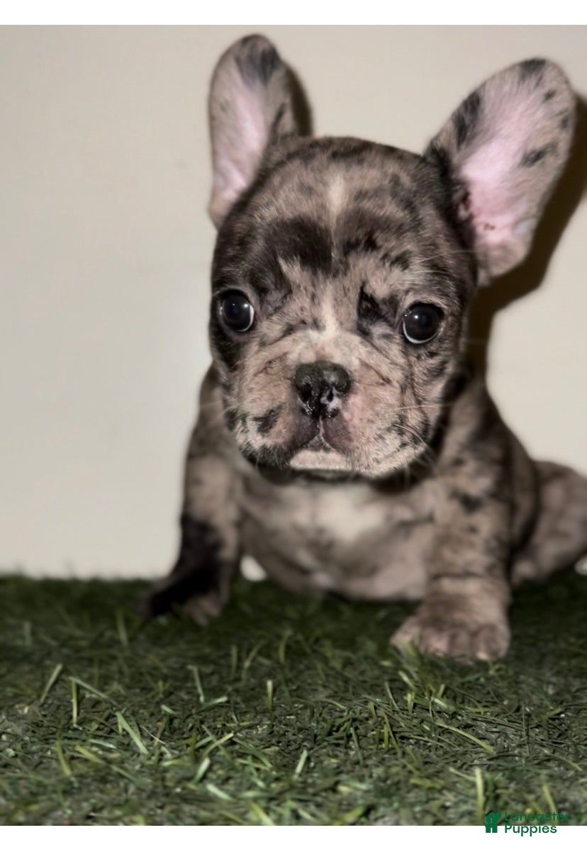 French Bulldog dogs for sale: French Bulldog Puppy 5 - Ad 2