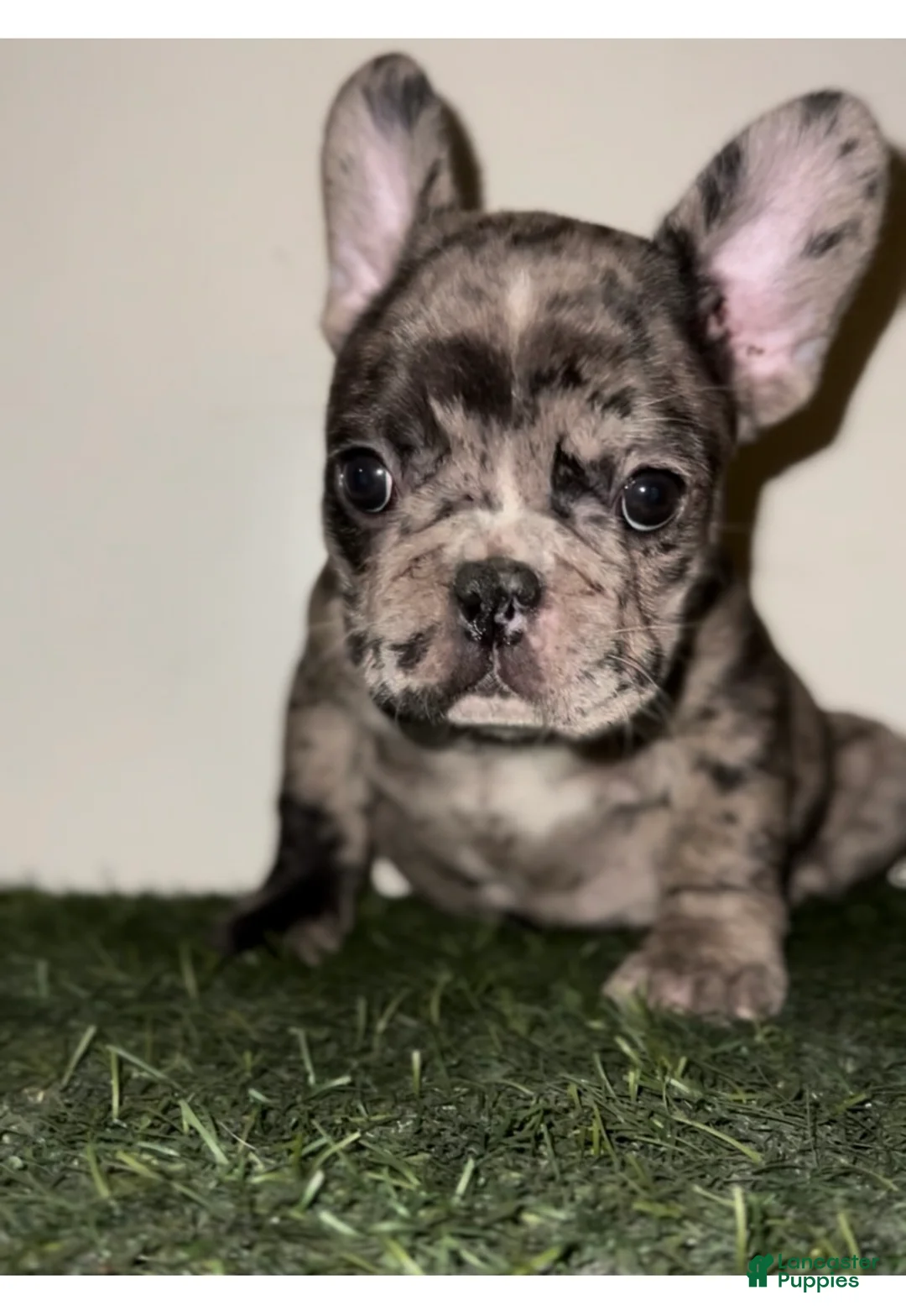 French Bulldog dogs for sale: French Bulldog Puppy 5 - Ad 1