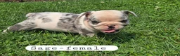 Olde English Bulldogge dogs for sale: Olde English Bulldogge 4 - Ad 4