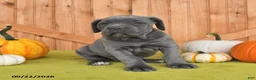 Cane Corso dogs for sale: Clementine - Ad 5