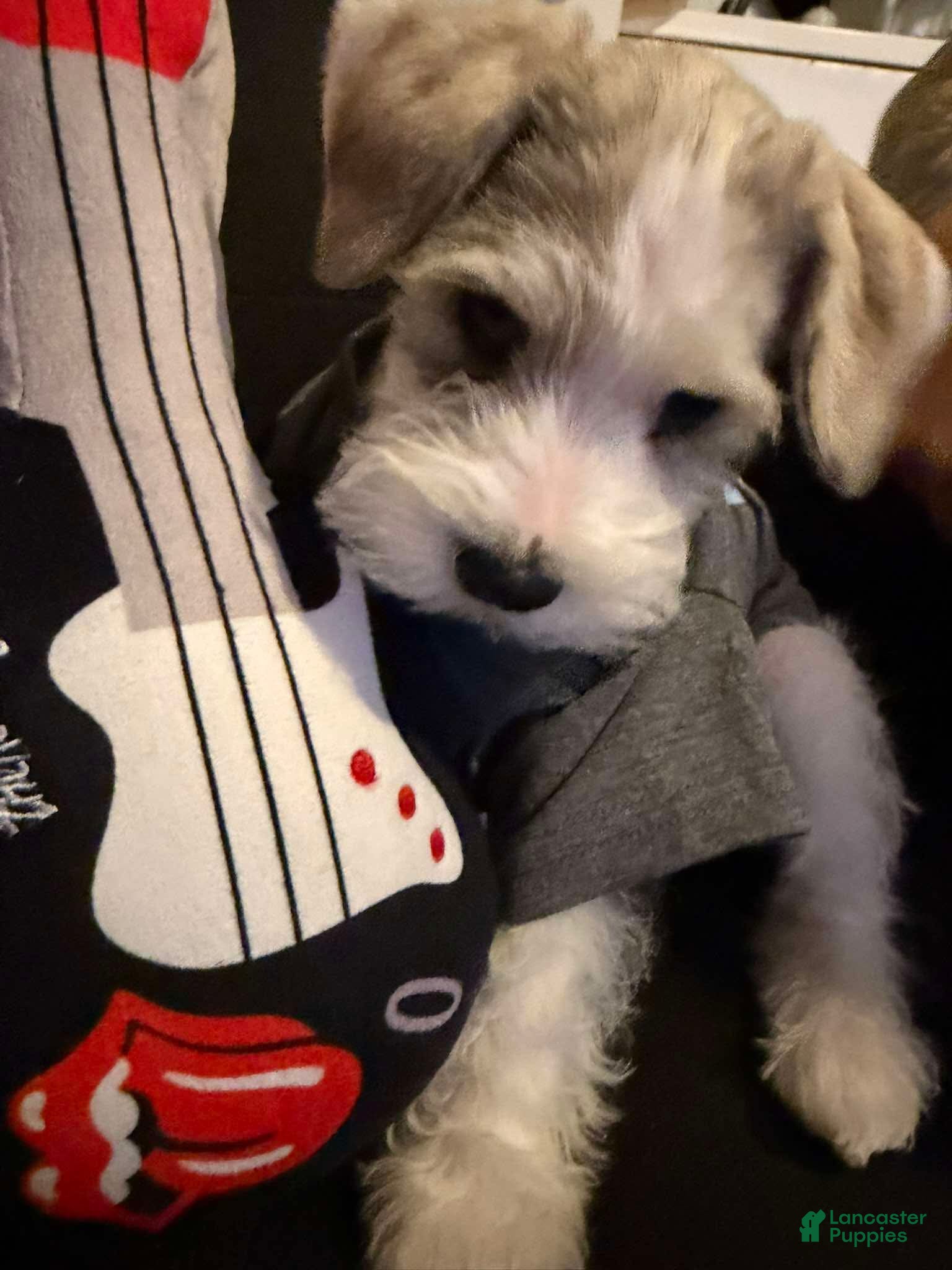 Miniature Schnauzer dogs Milo - Ad 1