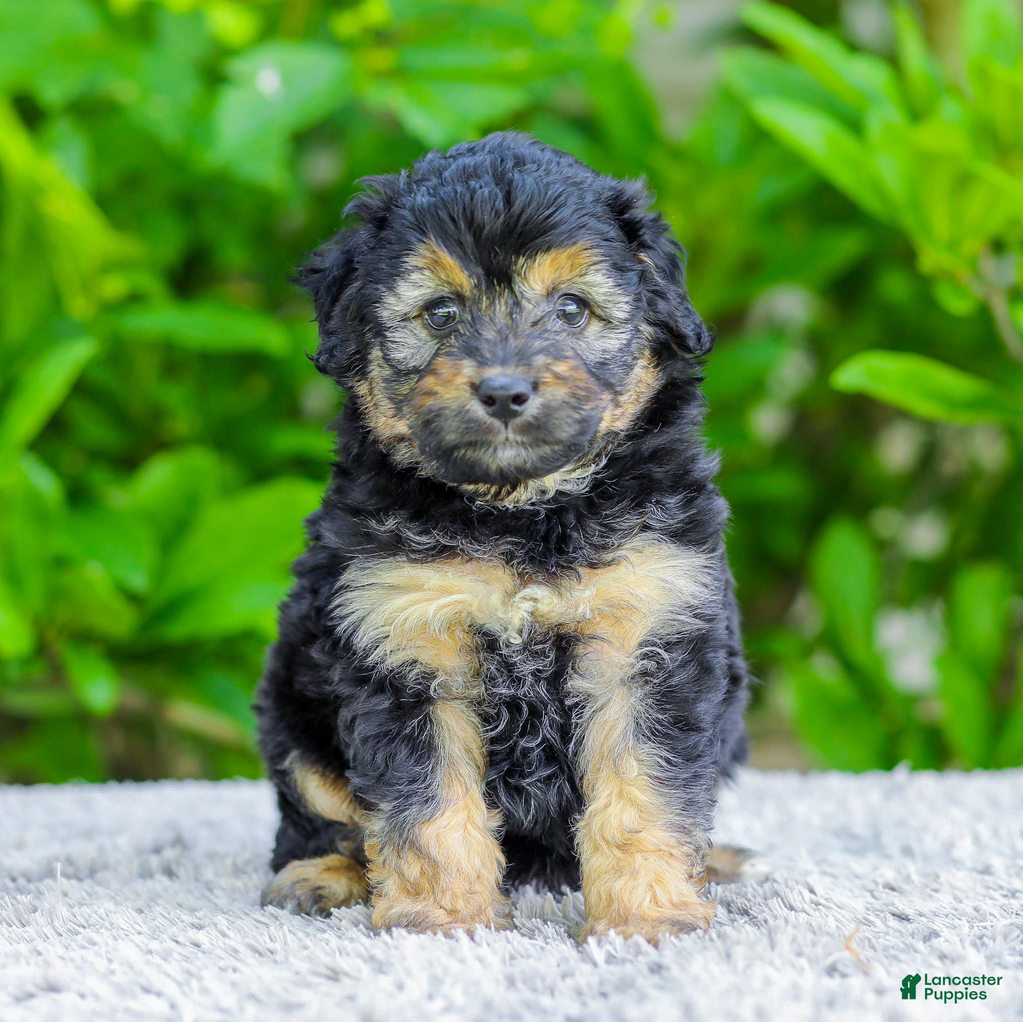 Mini Aussiedoodle dogs Waldo - Ad 2