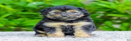 Mini Aussiedoodle dogs for sale: Waldo - Ad 2