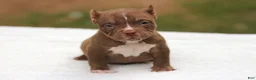 American Bully dogs for sale: Chocolate Female - Ad 2