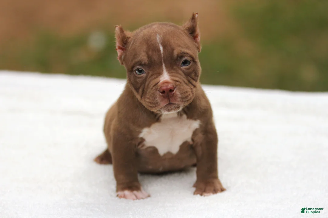 American Bully dogs for sale: Chocolate Female - Ad 2