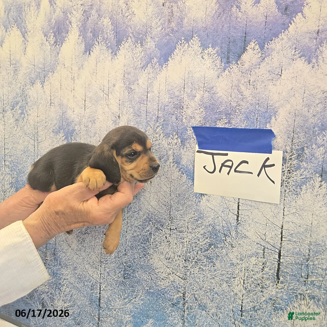 Beagle dogs for sale: Jack - Ad 1