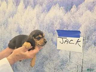 Beagle dogs Jack - Ad 10
