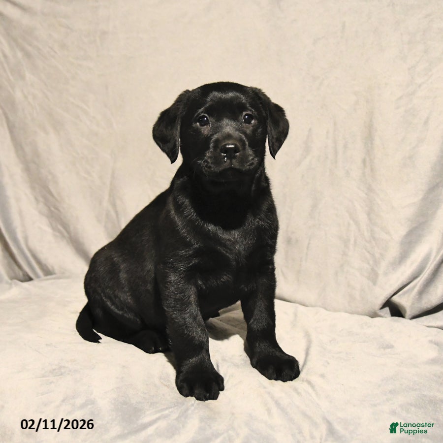 Labrador Retriever dogs Jack  - Ad 36