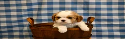 Cavalier King Charles Spaniel dogs for sale: Marcy - Ad 1