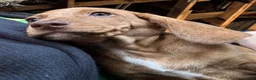 Dachshund dogs for sale: Chonky Nugget - Ad 3