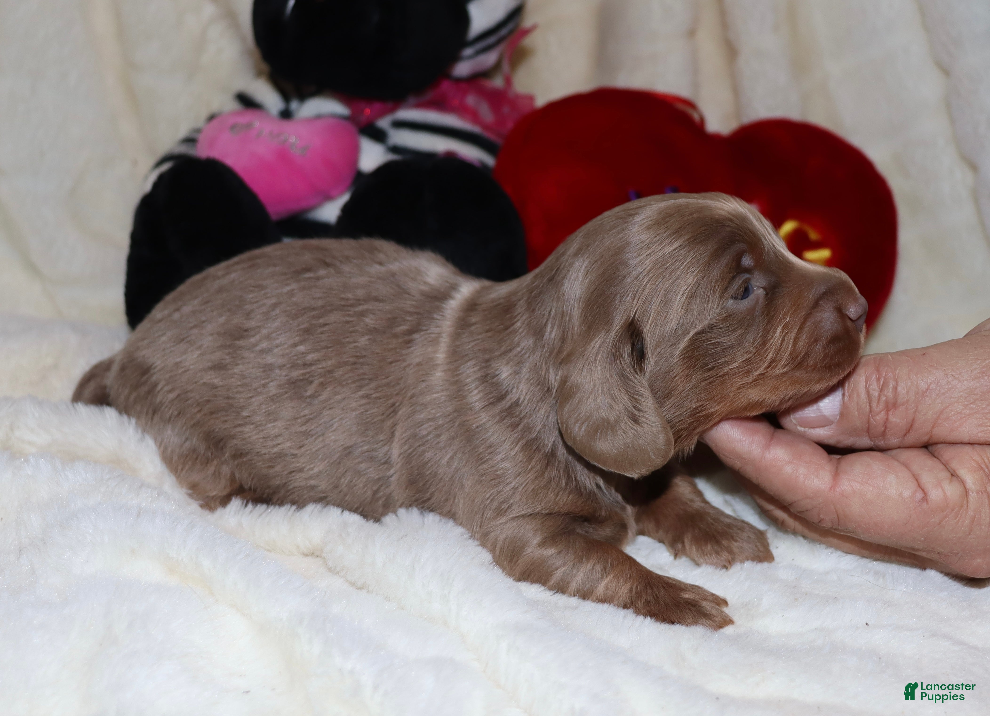 Miniature Dachshund dogs Isaac - Ad 11