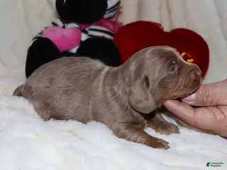 Miniature Dachshund dogs Isaac - Ad 11