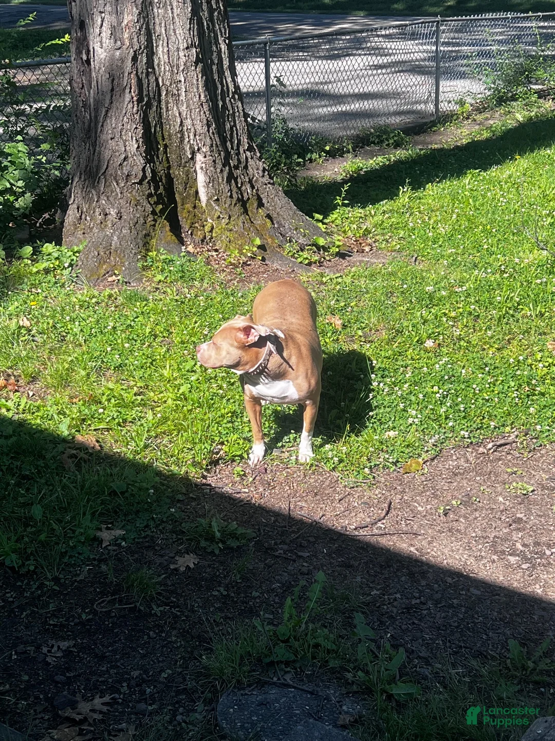 Mixed Breed dogs for sale: Mixed Breed 1 - Ad 10
