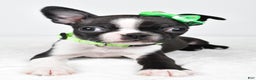Boston Terrier dogs for sale: Gus - Ad 6
