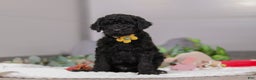 Standard Poodle dogs for sale: Braden - Ad 7
