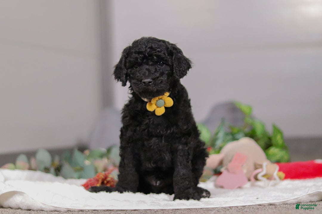 Standard Poodle dogs for sale: Braden - Ad 7