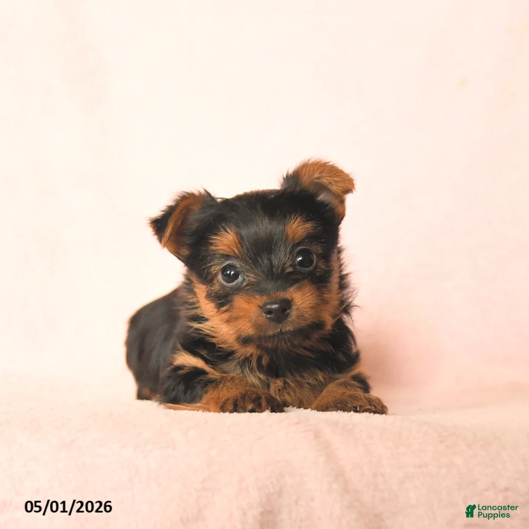 Yorkshire Terrier dogs for sale: Benny - Ad 2