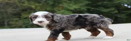 Mini Bernedoodle dogs for sale: Meno  - Ad 5