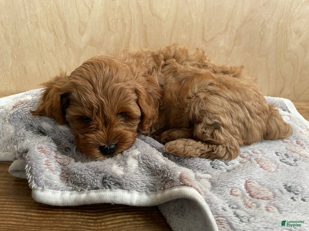 Cavapoo dogs for sale: Josie - Ad 5