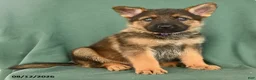 German Shepherd dogs for sale: Grady - Ad 4
