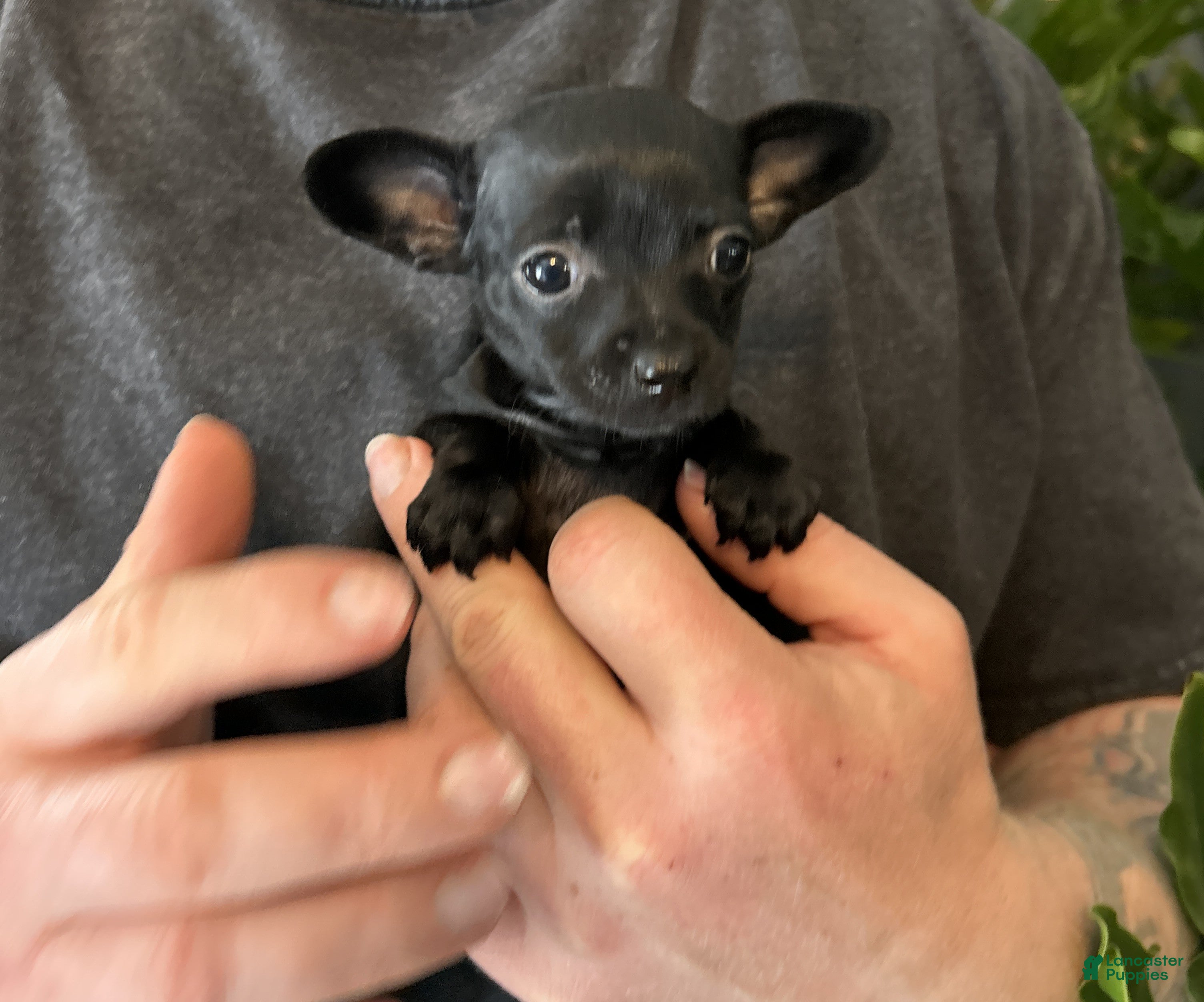 Mixed Breed dogs Tropical Night - Ad 2