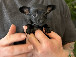 Mixed Breed dogs Tropical Night - Ad 7