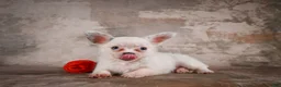 Chihuahua dogs for sale: Alex - Ad 7