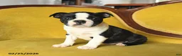 Boston Terrier dogs for sale: Roscoe - Ad 3