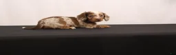 Dachshund dogs for sale: Snowy - Ad 9