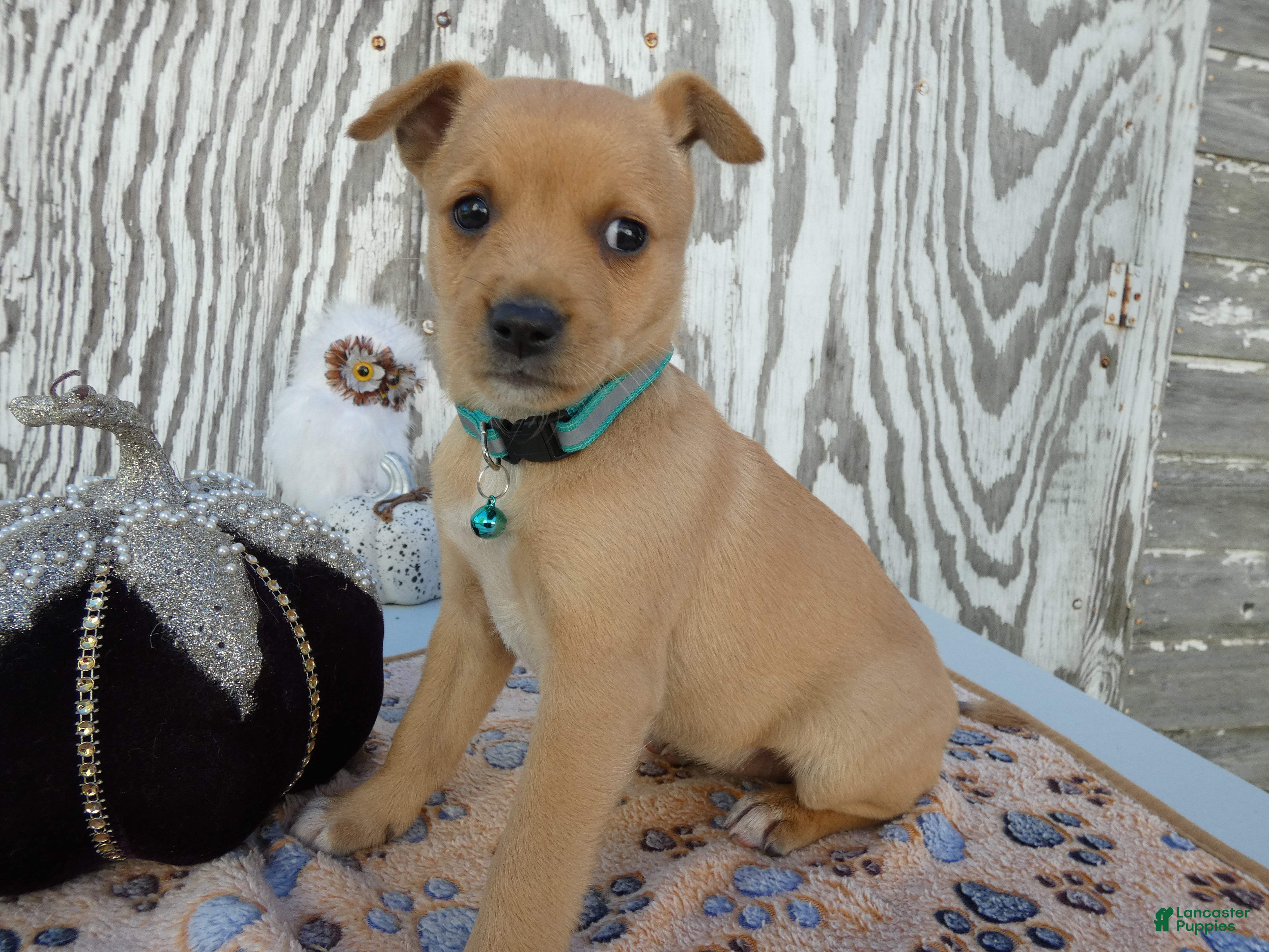 Jack Russell Terrier dogs for sale: Jack Russell Terrier 7 Leah - Ad 40