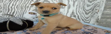 Jack Russell Terrier 7 Leah