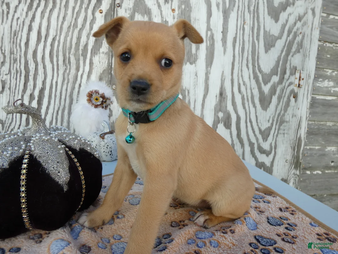 Jack Russell Terrier dogs for sale: Jack Russell Terrier 7 Leah - Ad 1