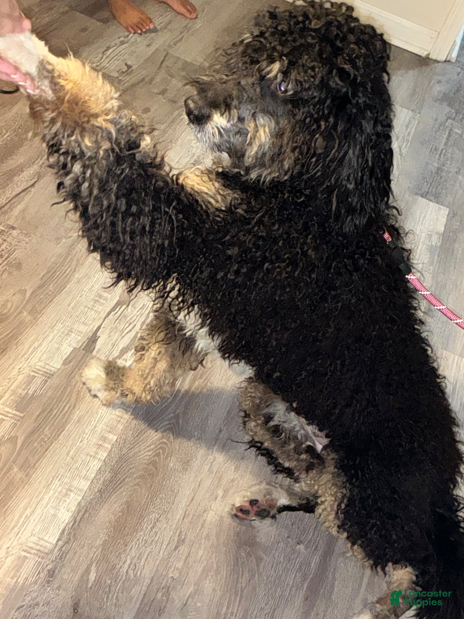 Bernedoodle dogs for sale: Bernedoodle Puppy 1 - Ad 7