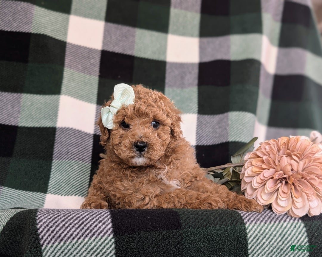 Miniature Poodle dogs for sale: Priscilla 9 lbs Full Grown - Ad 8