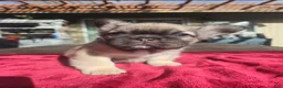 French Bulldog dogs for sale: Amber - Ad 1