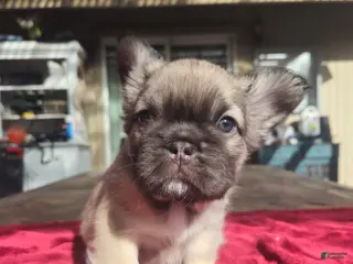 French Bulldog dogs Amber - Ad 1