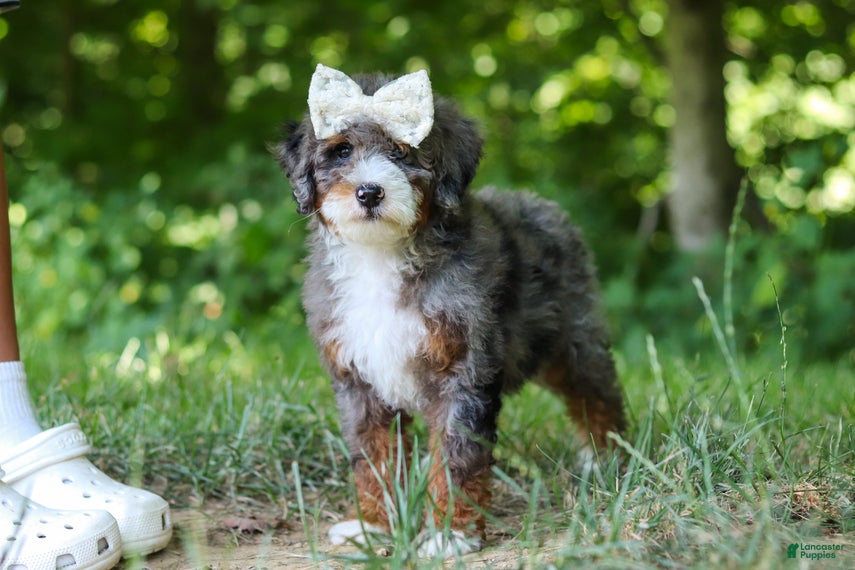 Mini Bernedoodle dogs Poppy - Ad 1