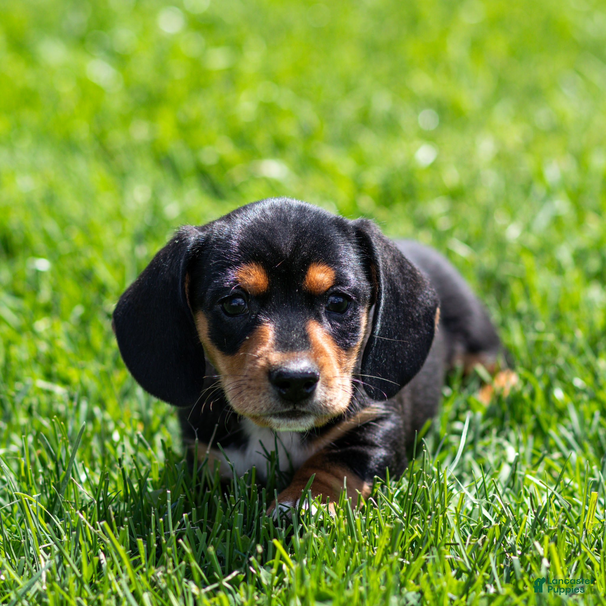 Miniature Dachshund dogs Louie Miniature Dachshund Puppy  - Ad 2