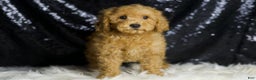 Mini Goldendoodle dogs for sale: Donald - Ad 4