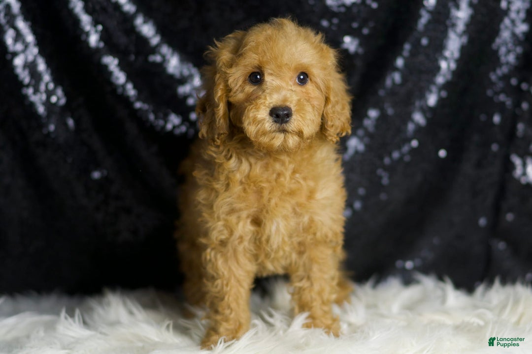 Mini Goldendoodle dogs for sale: Donald - Ad 4