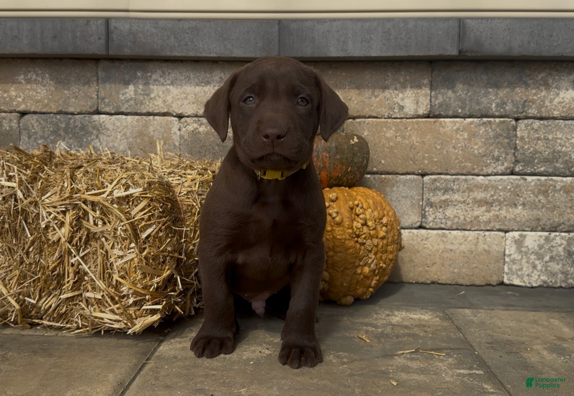 Labrador Retriever dogs Wesson - Ad 1