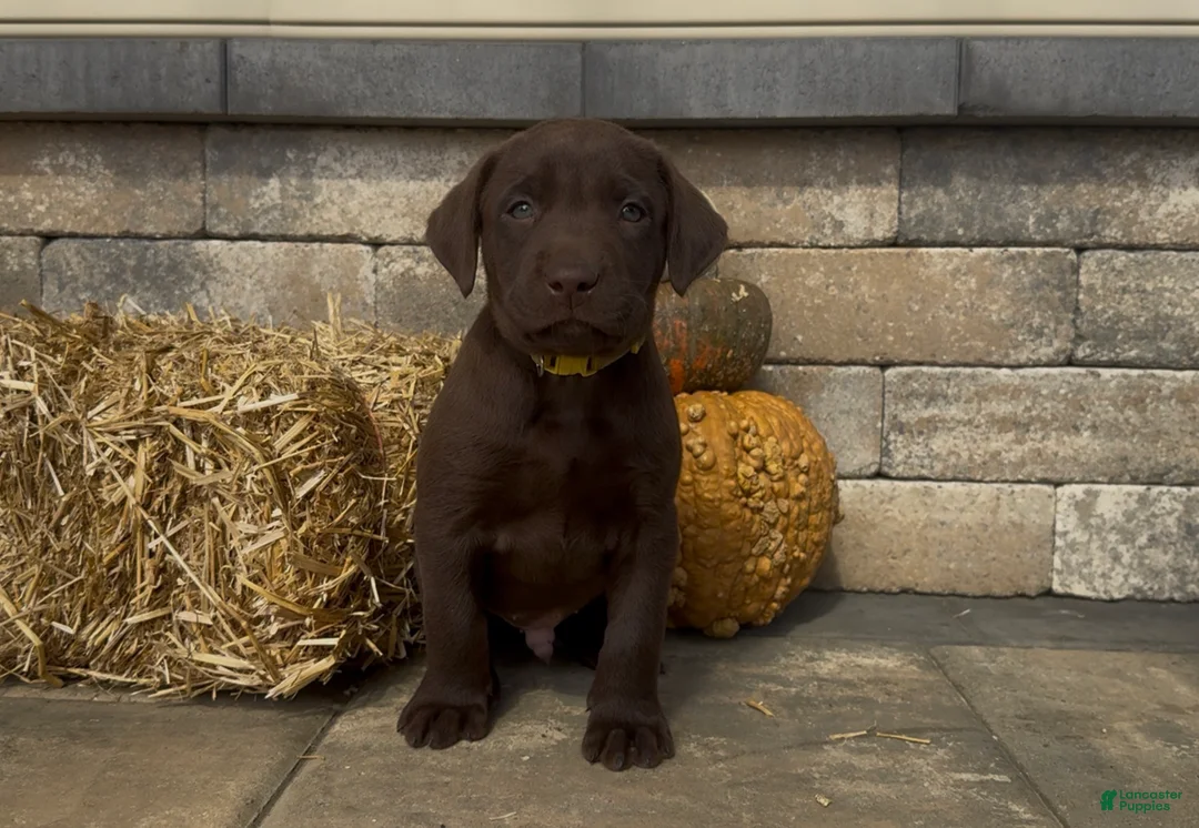 Labrador Retriever dogs for sale: Wesson - Ad 1