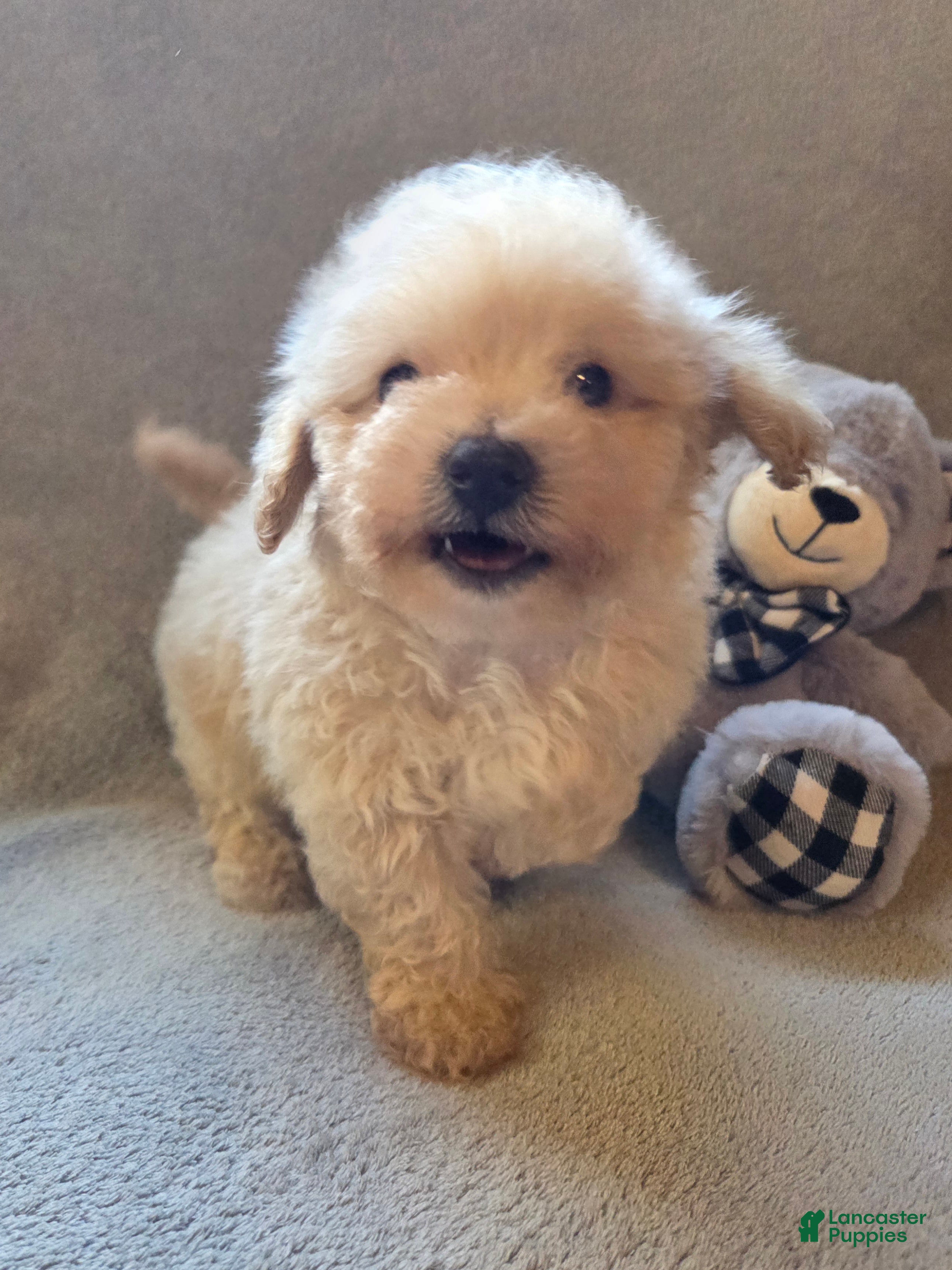 Maltipoo dogs Tucker - Ad 2